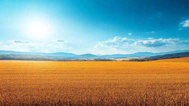Altın buğday tarlası
