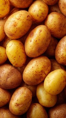 taze organik patatesler