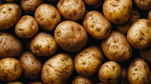 Çiğ kahverengi organik patates.