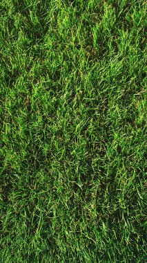 Çiyli yeşil çimen