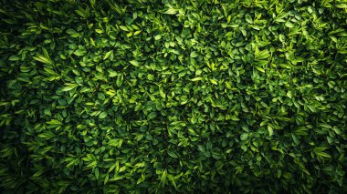 Yapraklı yeşil duvar arkaplanı