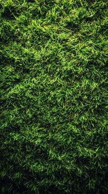 yeşil yaprak arkaplan, doğal arkaplan, doğa kavramı