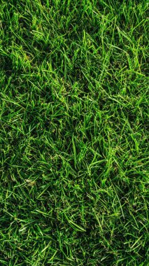 yeşil çimen dokusu, arkaplan.