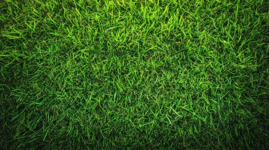 yeşil çimen arkaplan dokusu ve arkaplan