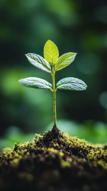 Yeşil filizler yerde, yakın - yakın