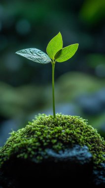 Yerde küçük yapraklı küçük yeşil ağaç. Yaklaş, sığ odaklan.,