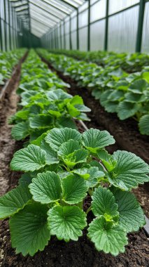 Bahçedeki serada çilek