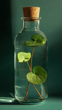 Naneli cam kavanoz ve taze nane yaprağı..