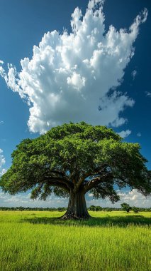 Güzel gökyüzü olan ağaç