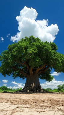 Çölün ortasında tek bir ağaç.