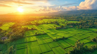 pirinç tarlaları ve pirinç tarlaları sabah Bali, Endonezya 'da