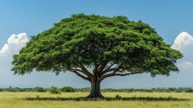 Yeşil çimenleri olan ağaç, doğa manzarası.