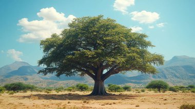 Afrika 'da büyük bir ağaç