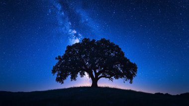 Geceleyin gökyüzüne karşı ağaç silueti, yıldızlar ve sütlü yıldızlar, arka plan,