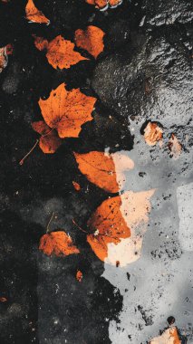 Sonbahar yaprakları, sonbahar bitkileri