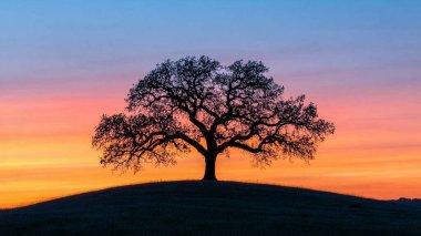 Tarladaki ağaç, bitki ve doğa