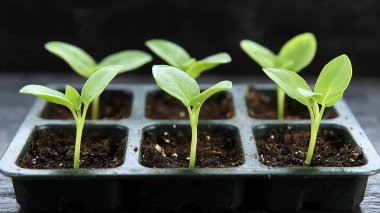 Pencere pervazındaki tencerede genç fideler