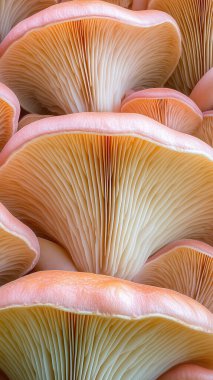 Taze kırmızı ve beyaz shiitake mantarları arka plan