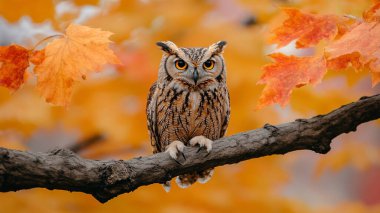 Ağaçta baykuş kuş