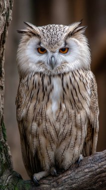 Ormandaki güzel beyaz baykuşun portresi