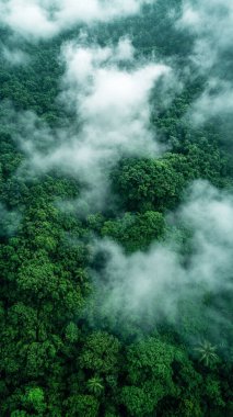 Ormanın ve nehrin güzel manzarası