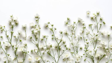 Açık gri arkaplanda beyaz çigila çiçekleri. kopyalama alanı. Düz yat. üstte