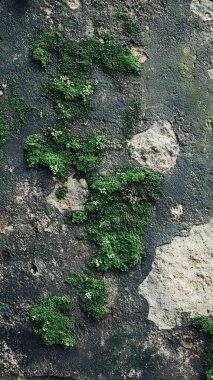taş dokusu arka planında yeşil yosun.