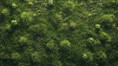 Çim dokusu, yeşil çim arka plan