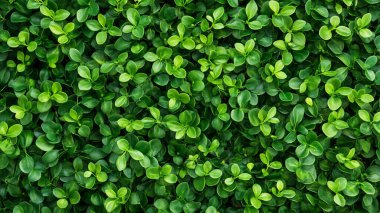 yeşil yaprak dokusu arkaplanı.