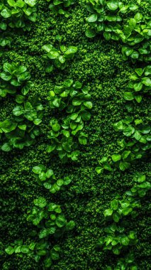 Duvarda yeşil yosun