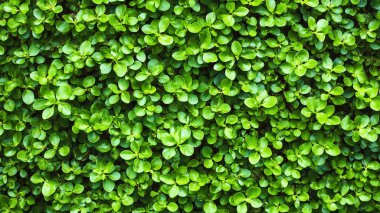 Taze yeşil yaprağın arka planı