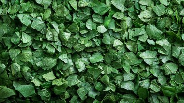 yeşil yapraklar arkaplan, üst görünüm