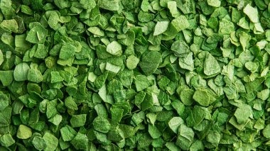 Taze yeşil yaprakları, portre