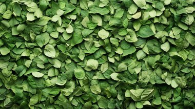 arkaplan olarak yeşil yapraklar, üst görünüm