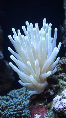 Akvaryumdaki beyaz denizanası