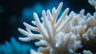 Su altı dünyası, deniz yaşamı.