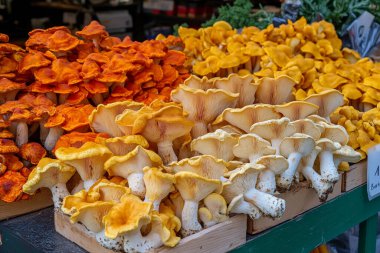 Piyasada renkli mantarlar