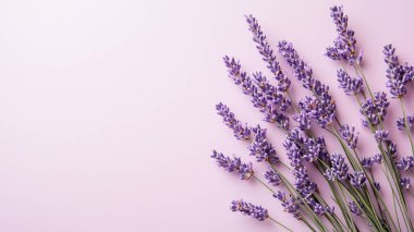 Beyaz arkaplanda leylak rengi bir dal, üst görünüm