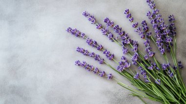 Gri arkaplanda güzel lavanta çiçekleri