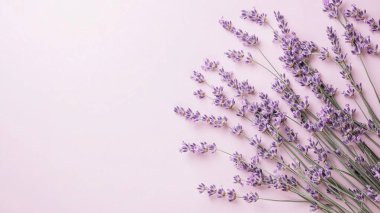 Beyaz arka planda güzel lavanta çiçekleri, düz bir zemin. Metin için boşluk