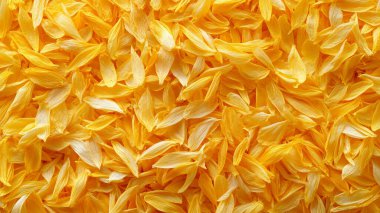 Sarı çiçeklerin arkaplanı