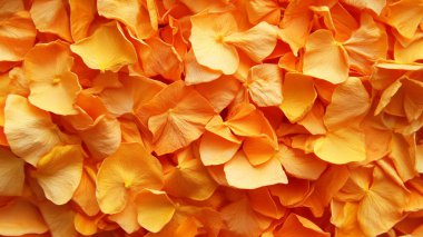 turuncu gül yaprakları, çiçek arkaplanı.