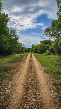 Ormanda güzel bir yeşil çimen görüntüsü