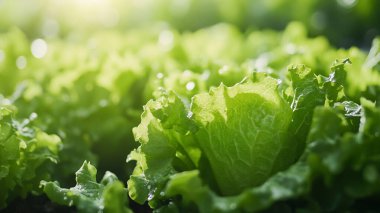 Serada taze marul yetişiyor.