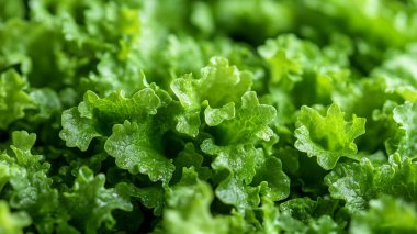 Bahçede taze yeşil marul