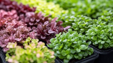 yakın - renkli plastik saksıların görünümü