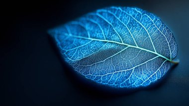 Siyah arkaplanda mavi yaprak