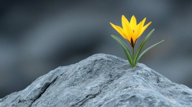 Dağlardaki kayaların üzerindeki sarı çiçek