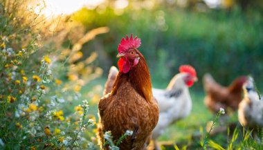 Çimlerdeki tavuklar