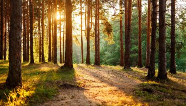 Ormanda güneş ışınlarıyla gün batımı. Yaz manzarası